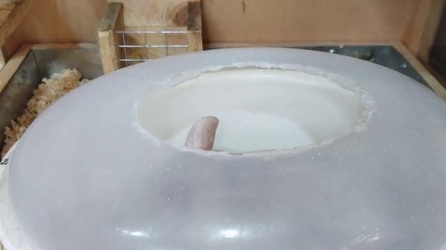 Интересные факты о шиншиллах ? смотреть онлайн