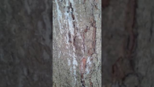 Виды смолы смотреть онлайн