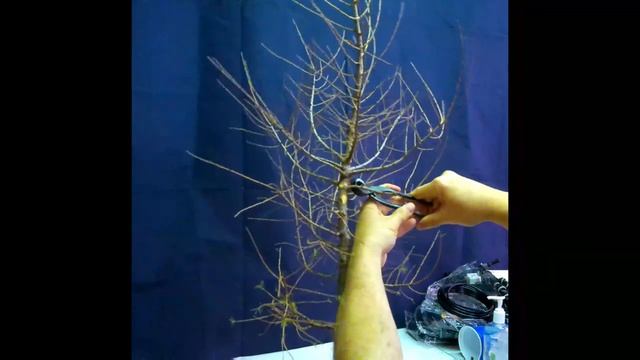 Bonsai: European Larch, Larix decidua| First Trim and Wire смотреть онлайн