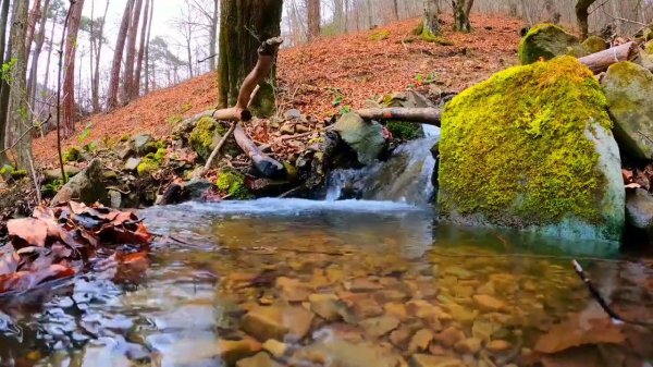 Успокаивающие Пение Птиц и Звуки Реки с Водопадом. Щебетание Птиц ✦ Relax ✦ Sounds Of The Forest