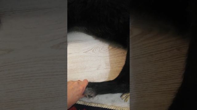 Вито отказали задние лапы смотреть онлайн