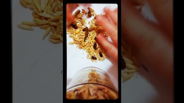 Корм моего хомяка???? смотреть онлайн
