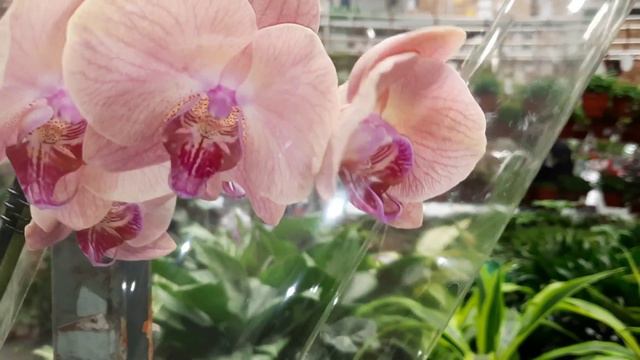 ОБЗОР ОРХИДЕЙ В БАУ ЦЕНТРЕ// 19.05.24// смотреть онлайн