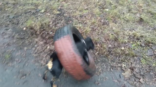 Ягдтерьер Джон, играет с автомобильной покрышкой. смотреть онлайн
