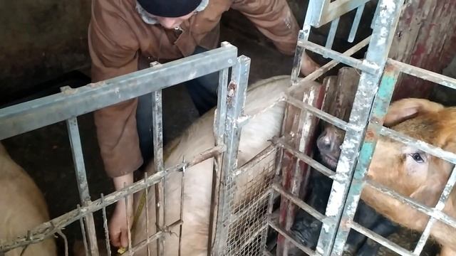 Дюрок и Крупная Белая больше 200 кг по таблице в 10 месяцев / Вьетнамские поросята проданы смотреть онлайн