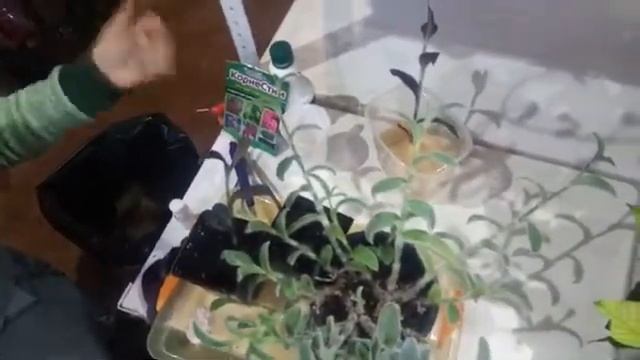 Традесканция силламонтана и Сеткреазия пурпурная смотреть онлайн