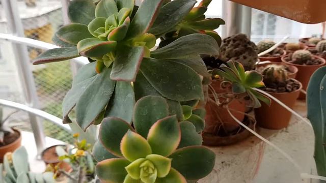 Aeonium Kiwi смотреть онлайн