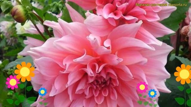 Георгина махровая Оттос Трил. Краткий обзор, описание характеристик dáhlia variabilis Otto's Thrill смотреть онлайн