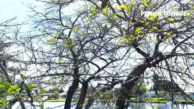 Teaching The Next Generation Of Florida Iguana Hunters смотреть онлайн