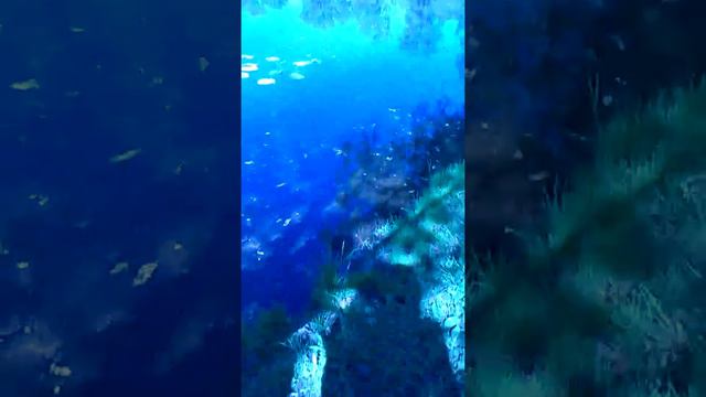 Ясная Поляна, дом Толстого него история