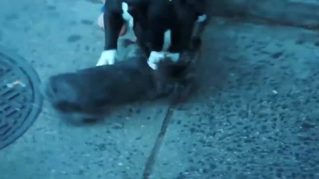 Pitbull attack Dogs - Compilation 2021\#Pitbull Attack_Dogs смотреть онлайн