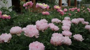 Пион Petite Elegance