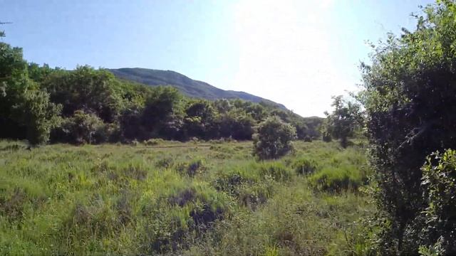 Скоро у нас , на поле лаванды ! Будет много дикой земляники :) ...... смотреть онлайн