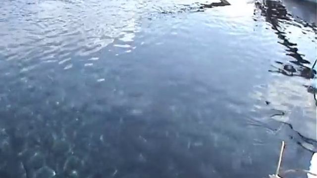 Как поймать рыбу на булавку в дикой природе смотреть онлайн