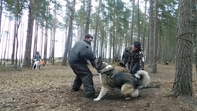 Большая Ижора КО Черёмуха 3,5года. смотреть онлайн