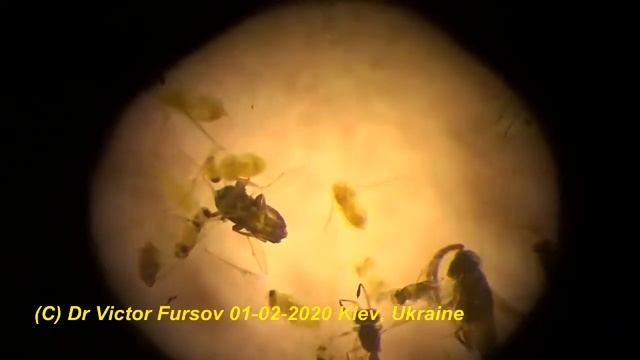 Паразиты из Африки, ДР Конго: Mymaridae, Aphelinidae, Encyrtidae, Scelionidae. смотреть онлайн