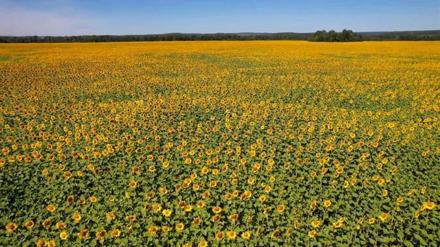 Подсолнухи. Рождествено смотреть онлайн