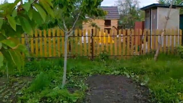Черешня. Результат применения удобрения Фертика Универсал Весна-лето. смотреть онлайн