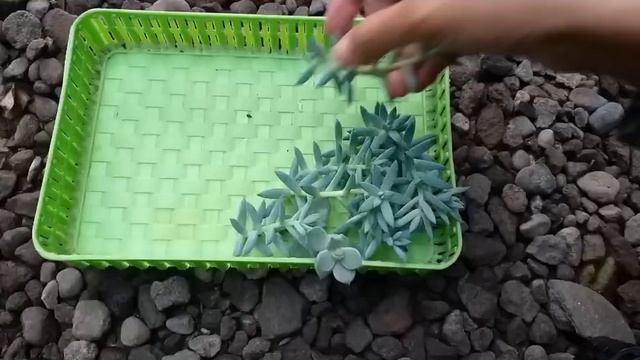 #Gardening69 : Rahasia Stek Sukulen Sedeveria Harry Butterfield (HyB) - Glasshous Works (xsedeveria