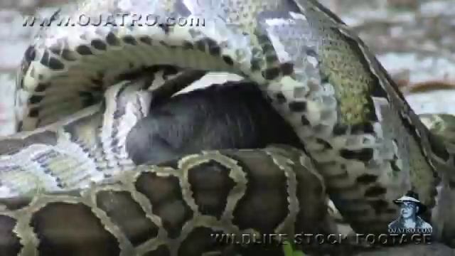 Python eats Alligator 04, Time Lapse Speed x24 смотреть онлайн