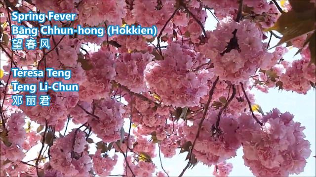 Spring Fever - Bāng Chhun-hong [Hokkien] (望春风)  - Teresa Teng Li Chun