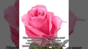 Роза Пинк Флойд