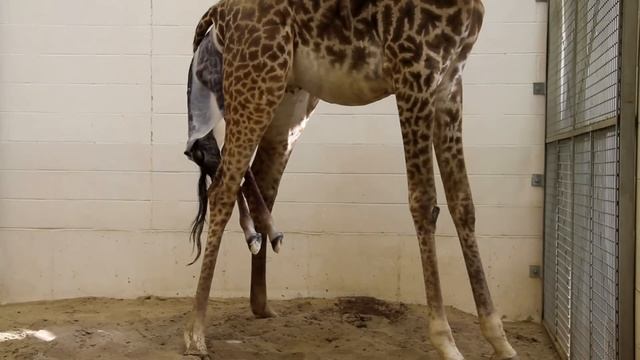 Amazing Giraffe Birth-Cincinnati Zoo смотреть онлайн