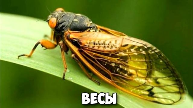 КАКОЕ ВЫ НАСЕКОМОЕ ПО ЗНАКУ ЗОДИАКА смотреть онлайн