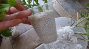 Мой опыт укоренения черенков в перлите