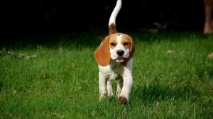 Клички гончих!