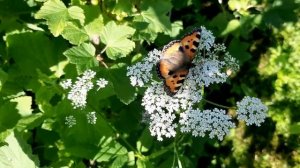 Бабочка Крапивница !!! (Aglais urticae)