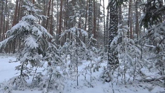 Хищные птицы в глухом белорусском лесу // Fascinating Birds of prey in the deep Belarusian forest смотреть онлайн