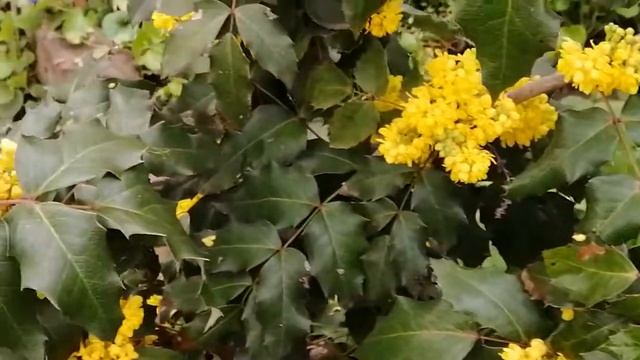 Магония ПАдуболистная. Эффектный ароматный вечно зелёный кустарник. смотреть онлайн