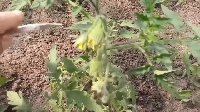Почему вырастают уродливые помидоры смотреть онлайн