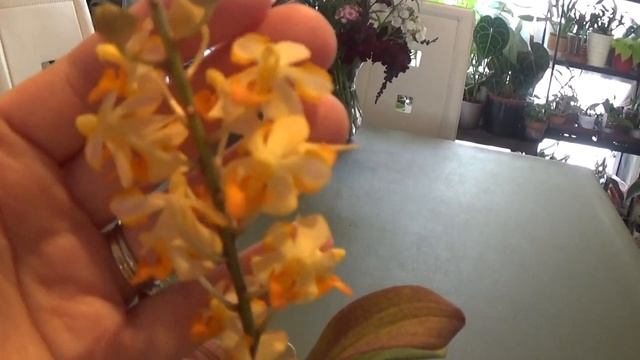 Orchid Spotlight_ DTPS pulcherima x Asc miniatum смотреть онлайн