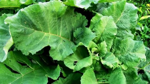 Я есть то, что я ем.