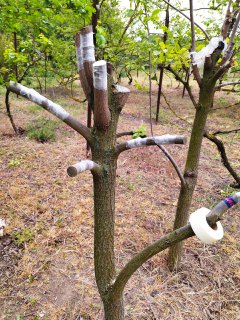 Где брать материал для летних прививок _ how to choose materials for grafting trees in summer