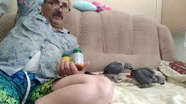 Содержание попугаев Жако смотреть онлайн