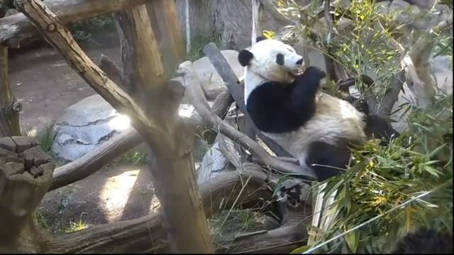 Учим Животных на английском Лев, Слон, Панда Развивающие Мультики для Детей смотреть онлайн