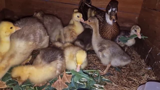 утята осваиваются) смотреть онлайн