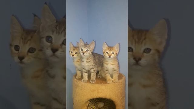 Котята Пиксибоб питомника WILDCATOFMOSCOW смотреть онлайн