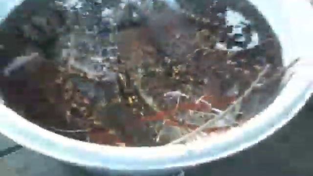 Vietnam, Nha Trang, seafood ВЬетнам, Нья Чанг, морепродукты смотреть онлайн