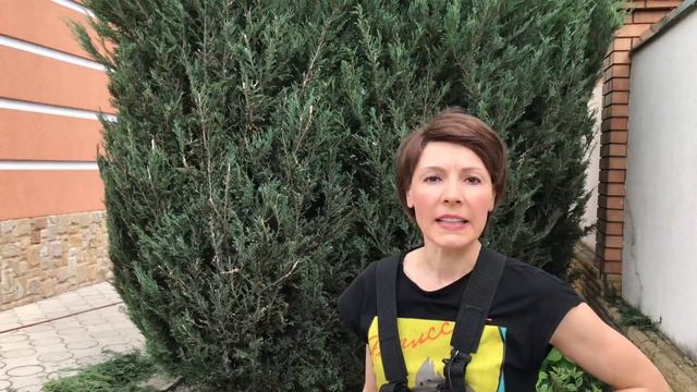 Стрижка можжевельника. Не допускайте моих ОШИБОК! смотреть онлайн