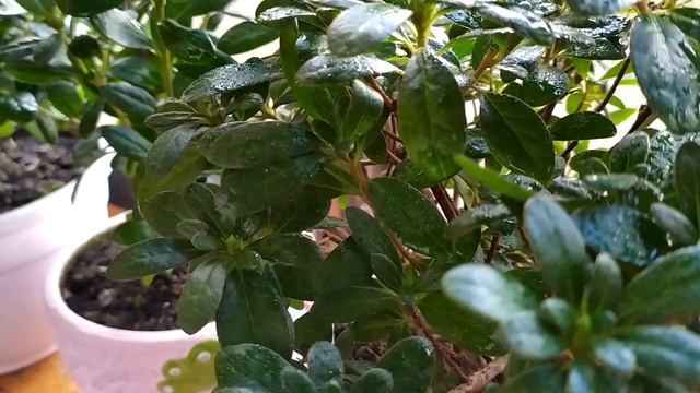 МОИ КОМНАТНЫЕ ЦВЕТЫ на БАЛКОНЕ АЗАЛИИ смотреть онлайн