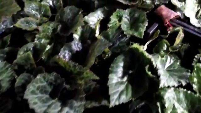 Питомник растений - Маргариты Ильбалеевой