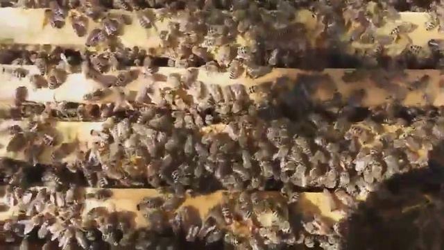 что будет, если опустить руку в улей? смотреть онлайн