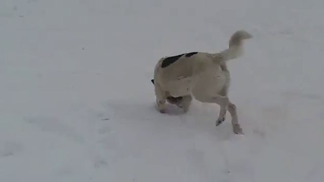 ❄Отлично покатались на снегоходе ?❄ смотреть онлайн