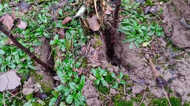 Посадка подвоя в питомнике. 54-118, 106-13, Р 60. смотреть онлайн