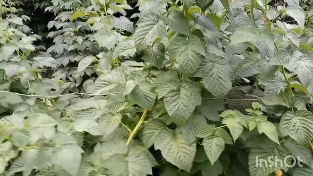 Переехали на юг/День из нашей жизни/Разбираем сарай/Какая клубника лучше/ смотреть онлайн