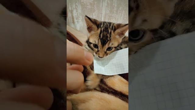 Дарси/Darsi cat#darsi #bengalcat #bengal #pet #бенгальская #кошка #кися #котэ #домашниеживотные смотреть онлайн